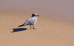 Leucophaeus modestus