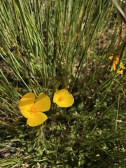 Eschscholzia lobbii