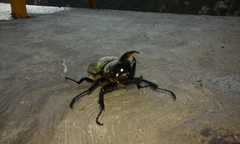 Dynastes