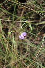 Dolichos angustifolius
