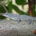 Anolis distichus - Photo (c) Ali and Brice, μερικά δικαιώματα διατηρούνται (CC BY-NC), uploaded by Ali and Brice