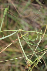 Dolichos angustifolius