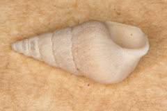 Image of Opalia granosa