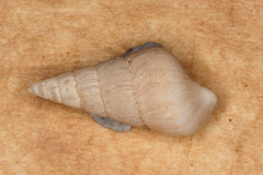 Opalia granosa