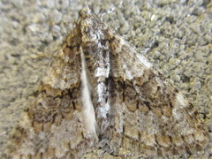 Esakiopteryx volitans