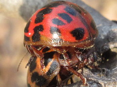 Paropsides soriculata