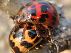 Paropsides soriculata