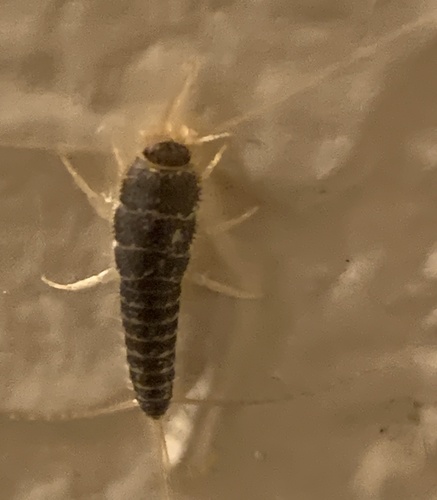 Long-tailed Silverfish photo 5