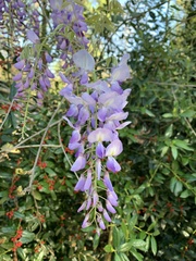 Wisteria