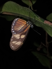 Eueides vibilia