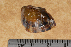 Electroma papilionacea
