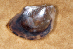 Electroma papilionacea