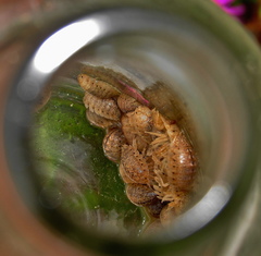 Alloniscus marinus image