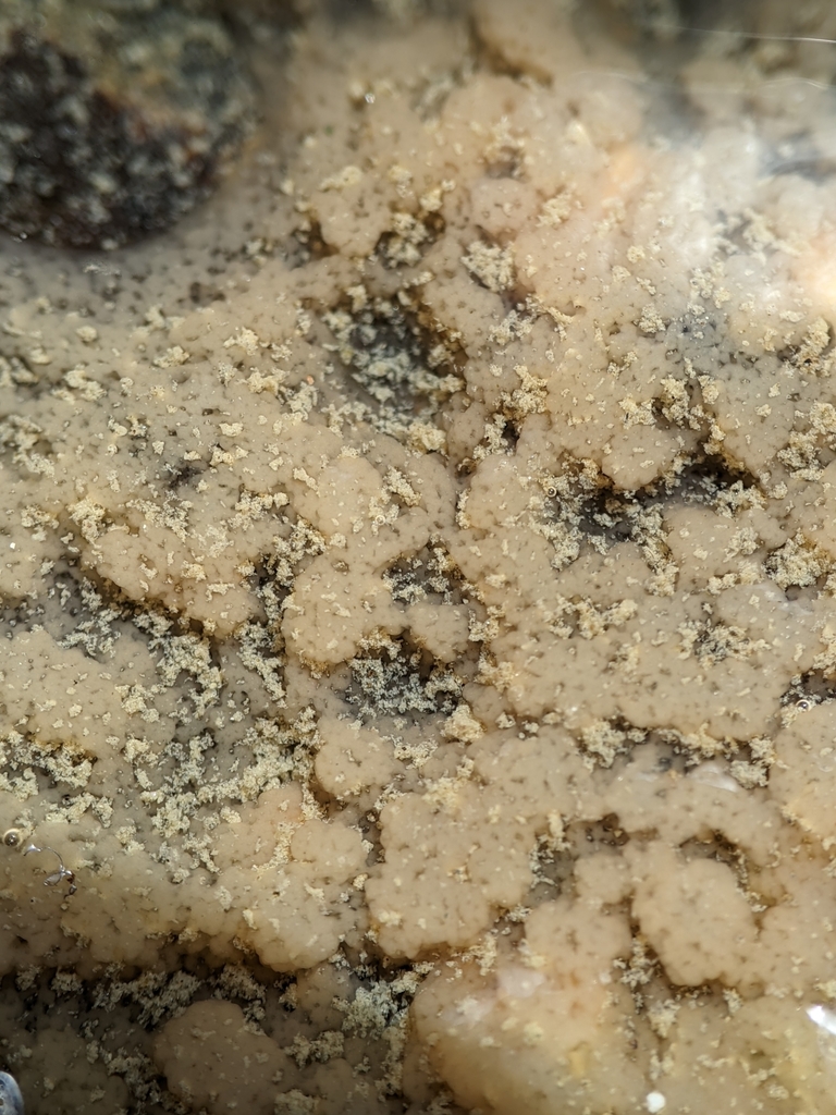 slime membrane sponge