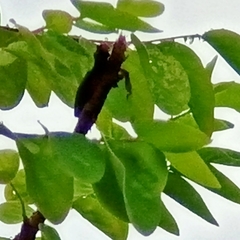 Huechys sanguinea