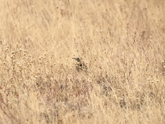 Anthus spragueii