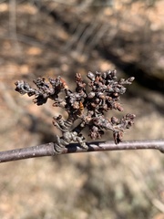 Eriophyes betulae