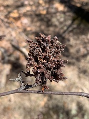 Eriophyes betulae