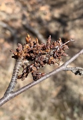 Eriophyes betulae