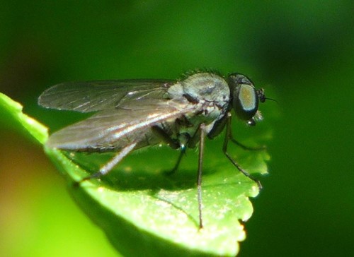 Symphoromyia immaculata · iNaturalist Mexico