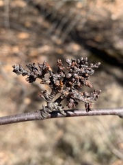 Eriophyes betulae