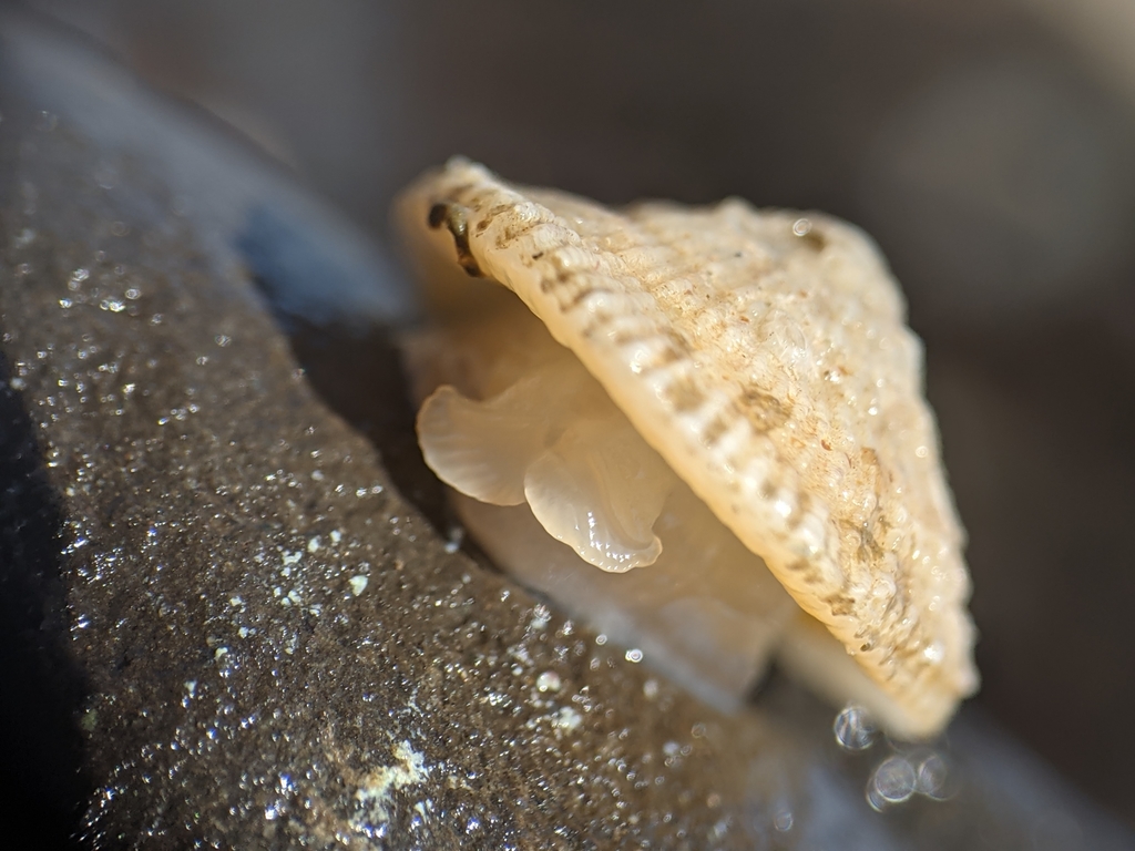 reticulate gadinia