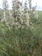 Baccharis coridifolia
