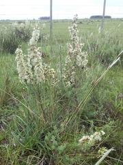 Baccharis coridifolia