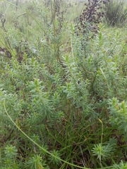 Baccharis coridifolia