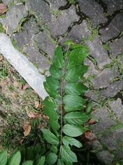 Combretum indicum