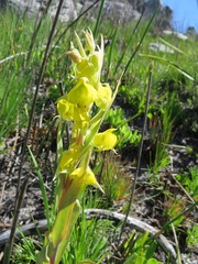 Pterygodium acutifolium