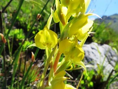 Pterygodium acutifolium