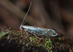 Erechthias decoranda