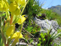 Pterygodium acutifolium
