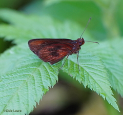 Miltomiges cinnamomea