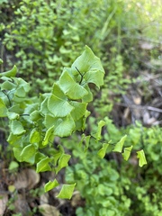 Adiantum jordanii image