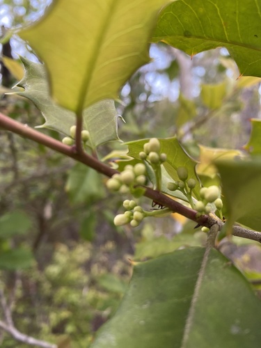 Ilex opaca image