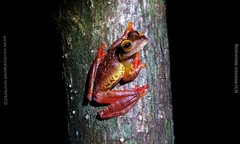 Rhacophorus pardalis