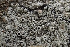 Lecanora gangaleoides