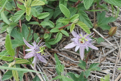 Passiflora karwinskii