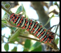 Rothschildia lutea