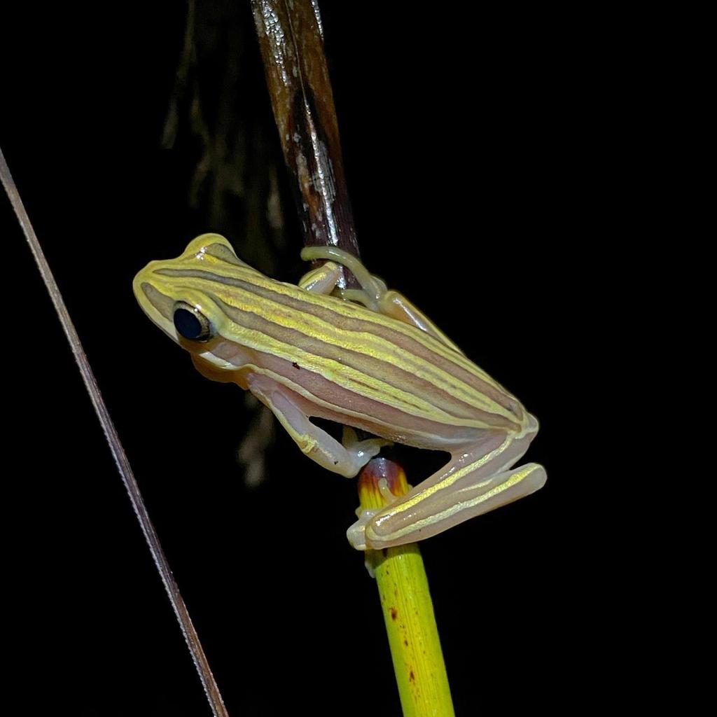 Narrow-Headed Tree Frog