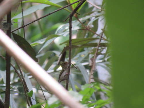 Fiery-capped Manakin (Machaeropterus pyrocephalus), photo 7