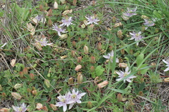 Passiflora karwinskii