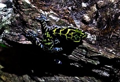 Cyrtodactylus consobrinus