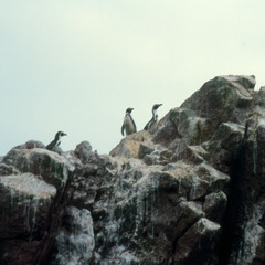 Spheniscus humboldti