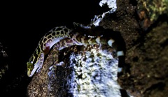 Cyrtodactylus pubisulcus