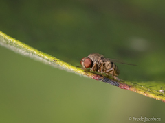 Callomyia