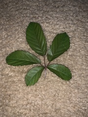 Rubus trivialis