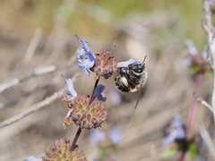 Habropoda miserabilis
